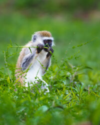 a photo of a blue balled monkey in Tanzania