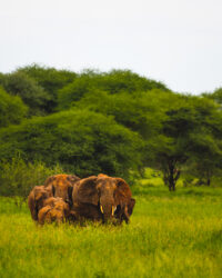 Elephants in Tarangire