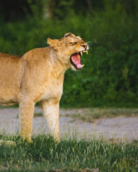 Lion roaring at other lion